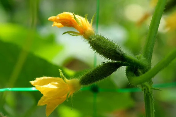 Pepino Joven Planta Que Florece Con Flores Amarillas Pepino Fresco — Foto de Stock