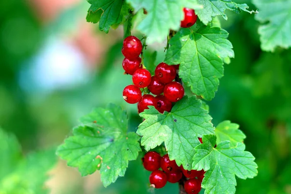 Bir dalda olgun kırmızı frenk üzümü meyveleri