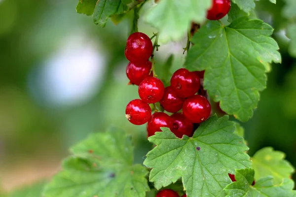 Fruits Ripe Red Currants Branch — Stock Photo, Image