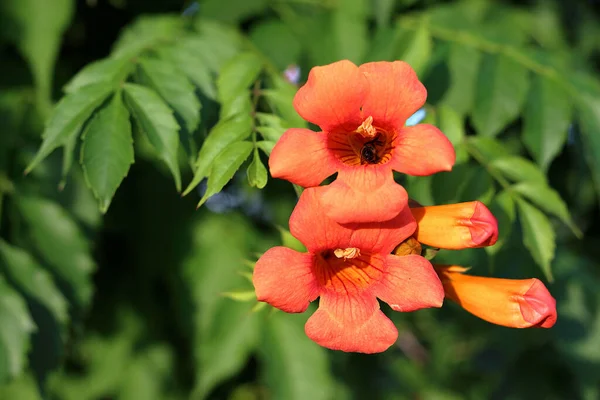 Flores Rojas Brillantes Cepa Trompeta Del Trepador Trompeta Campsis Radicans — Foto de Stock