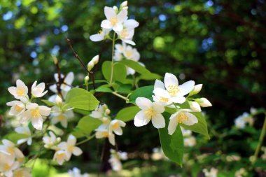 Yasemin çiçekleri güneşli bir günde çalılıklarda çiçek açar. Kapat.