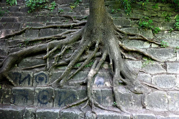 Ağaç kökleri eski tuğla duvara yapışıyor