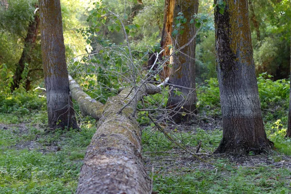 Árbol Álamo Caído Medio Del Bosque Álamo Hora Verano — Foto de Stock