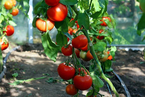 Czerwone Zielone Pomidory Organiczne Dojrzewające Krzewie Szklarni — Zdjęcie stockowe