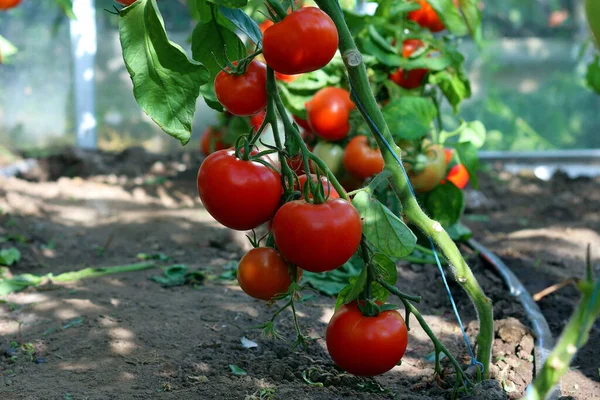 Czerwone Zielone Pomidory Organiczne Dojrzewające Krzewie Szklarni — Zdjęcie stockowe