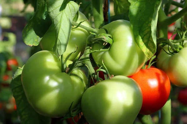 Czerwone Zielone Pomidory Organiczne Dojrzewające Krzewie Szklarni — Zdjęcie stockowe