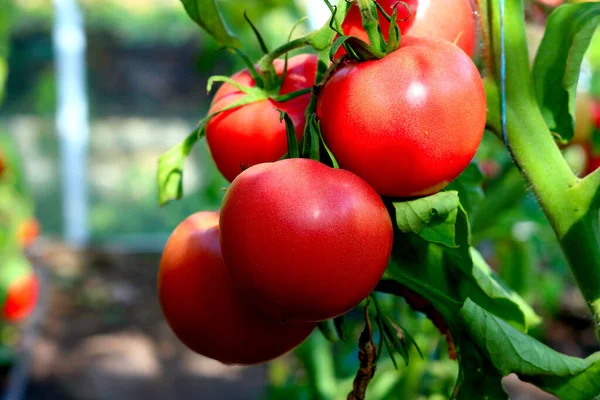 Tomates Orgânicos Vermelhos Amadurecendo Mato Uma Estufa — Fotografia de Stock
