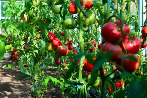 Czerwone Zielone Pomidory Organiczne Dojrzewające Krzewie Szklarni — Zdjęcie stockowe