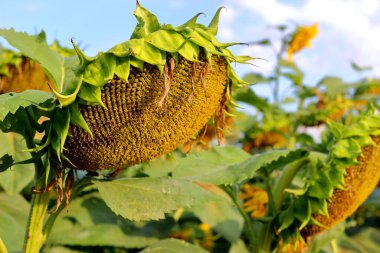 Olgun ayçiçeği başı olgun tohumların ağırlığı altında eğildi. Büyüme sürecinde ayçiçekleri