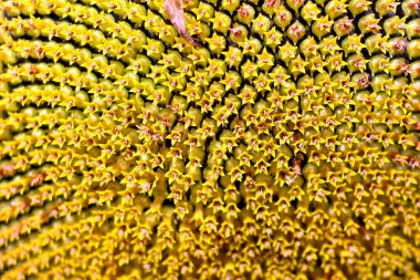 Çekirdek desenli bir ayçiçeğinin yakın çekimi. Çiçek açan ayçiçeği. Ayçiçeğinin yakın çekimi.