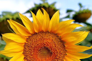 Güneşteki altın yaz ayçiçeği, bir ayçiçeğinin yakın çekimi