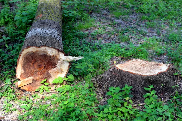 Peuplier Abattu Dans Forêt Déforestation Réchauffement Climatique Concept Question Environnementale — Photo