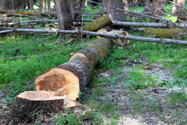 Peuplier Abattu Dans Forêt Déforestation Réchauffement Climatique Concept Question Environnementale — Photo