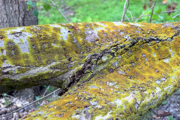 Des Troncs Peuplier Populus Des Peupliers Écorce Peuplier Sur Macro — Photo