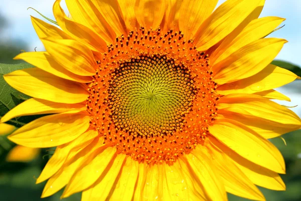 Girasol Dorado Veraniego Sol Primer Plano Flor Del Girasol Imagen de stock