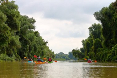 Bir grup arkadaş (insanlar) kanoyla seyahat eder. Yazın vahşi Tuna nehri ve biyosfer rezervlerinde birlikte kayak yapmak. Huzurlu bir nehir manzarası. Su turizmi kavramı