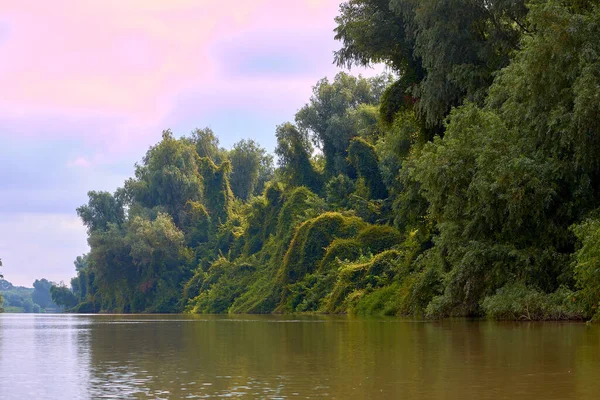 Заросший Берег Зеленых Густых Зарослей Деревьев Диких Винограда Берегу Дуная — стоковое фото