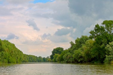 Tuna nehrinin kıyısındaki ağaçlardan ve üzümlerden oluşan yeşil sık çalılar ve yabani üzümler.