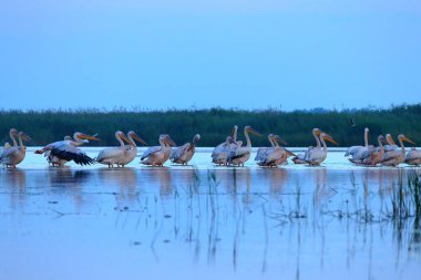 Ukrayna 'nın Tuna Deltası' nda sabahın erken saatlerinde suda uyuyan Büyük Beyaz Pelikan (Pelecanus onocrotalus) sürüsü kahvaltıya hazırlanıyor. Sabahın köründe uykulu pelikanlar