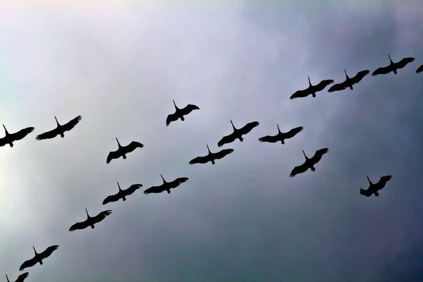 在阴霾的天空中飞翔的一群鹈鹕的轮廓 — 图库照片
