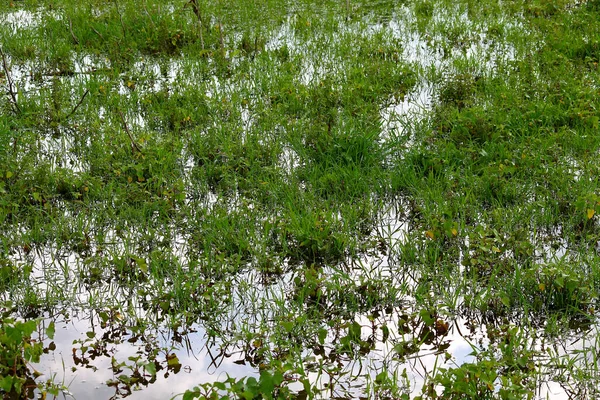 雨の後の水たまりの中の湿った新鮮な緑の草 — ストック写真