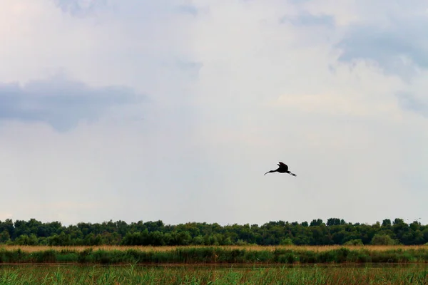 Silhouette of Glossy Ibis flying over the island in the Danube Delta