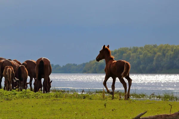 Herd wild horses graze in the meadow near the water before the rain