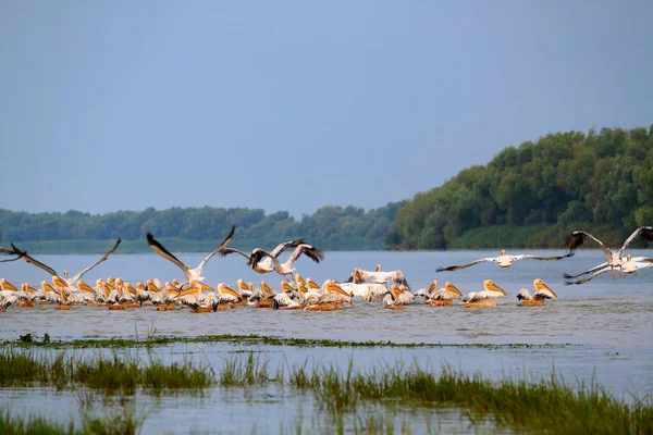 Troupeau Pélicans Dans Rivière — Photo