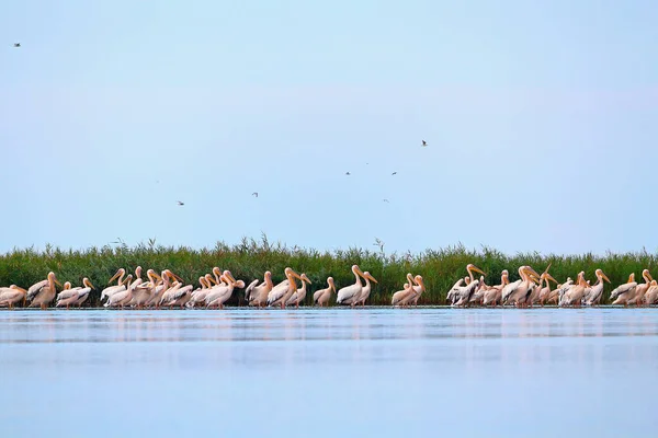 Wilde Herde Von Pelikanen Pelecanus Onocrotalus Auf Einer Sandbank Delta — Stockfoto