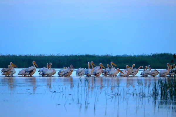 Flock Sleeping Great White Pelicans Pelecanus Onocrotalus Water Early Morning — Stock Photo, Image