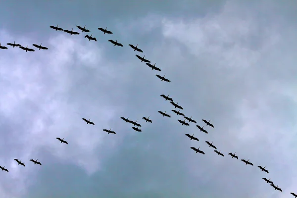 Silhouettes Troupeau Pélicans Volant Dans Ciel Couvert — Photo