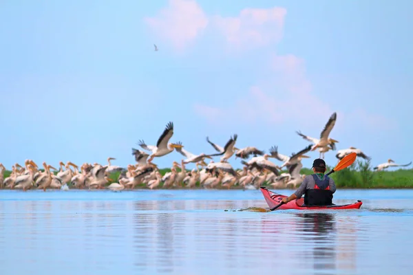 Homme Kayak Sur Fond Pélicans Assis Sur Une Broche Sablonneuse — Photo