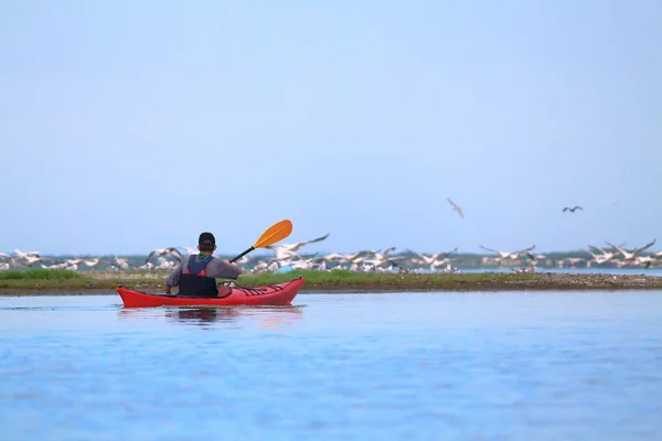 Kumlu bir tükürüğün üzerinde oturan pelikanların arka planında kayak yapan bir adam. Karadeniz yakınlarındaki Tuna Nehri Deltası