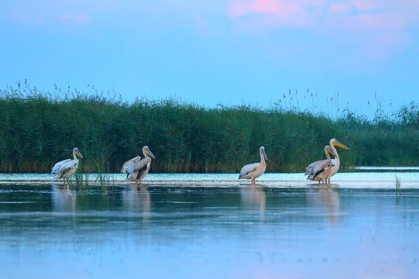 Troupeau Grands Pélicans Blancs Pelecanus Onocrotalus Endormis Dans Eau Tôt — Photo