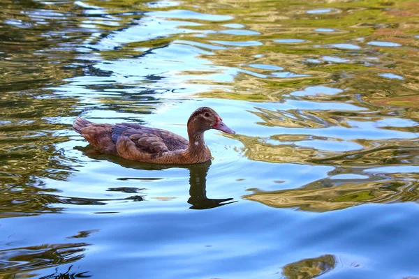 One mandarin duck swimming on pond or river