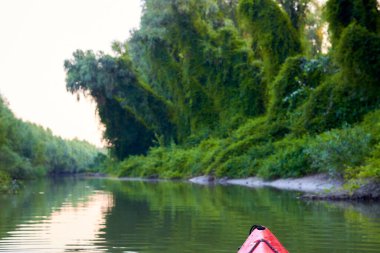 Yazın nehrin kıyısında, ağaçlardan ve üzümlerden oluşan yeşil sık çalılardan oluşan kayık kıyılarında. Tuna Nehri 'ndeki kırmızı kanonun yayı.