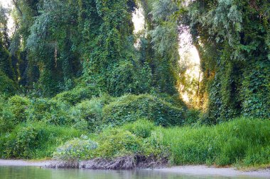 Yazın Tuna nehrinin kıyısındaki ağaçların ve üzümlerin arasından gün ışığı.