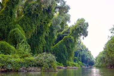 Yazın Tuna Nehri 'nde yeşil bitki ve yabani üzüm çalılarının arasında kanoyla kano yapmak.