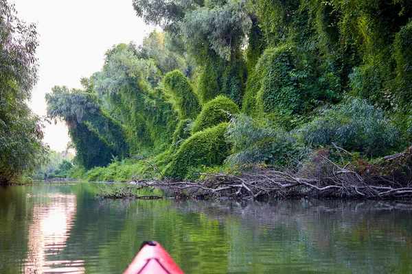 Kayaking Overgrown Shore Green Thick Thickets Wild Grapes Driftwood Banks — Stock Photo, Image