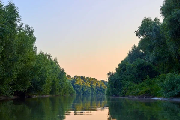 Overgrown Shore Green Thick Thickets Trees Wild Grapes Banks Danube —  Fotos de Stock