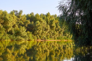 Green willow with other trees on the bank of Danube river at summer