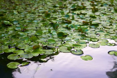 Nilüfer çiçekleri suyun yüzeyinde yaprak bırakır.