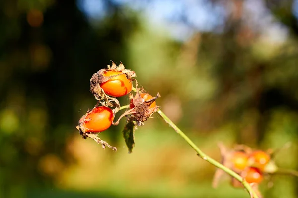 Ripe Rosehip Berries Branch Bush — Stock Photo, Image