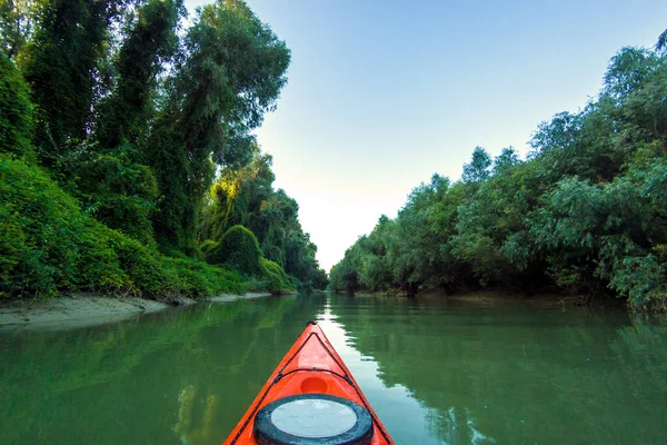 Kayaking Overgrown Shore Green Thick Thickets Trees Wild Grapes Banks — 스톡 사진