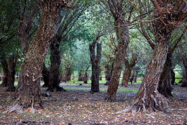 Old willows near water. Willows trunks in the swamp