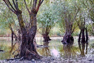 Old willows near water. Willows trunks in the swamp