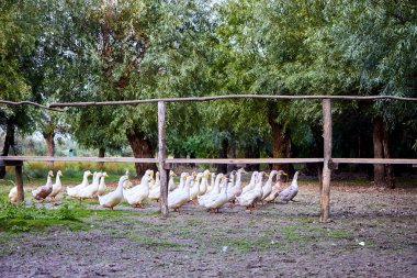 A flock of white domestic geese walking in the meadow between the trees. Rural landscape. Flock of birds