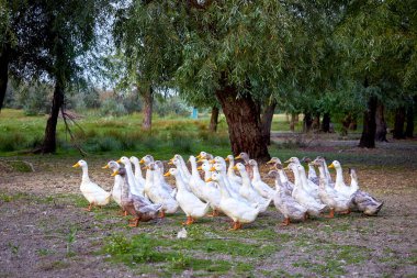 A flock of white domestic geese walking in the meadow between the trees. Rural landscape. Flock of birds