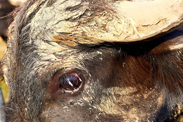 Water Buffalo Bubalus Bubalis Eye Close — Stok fotoğraf