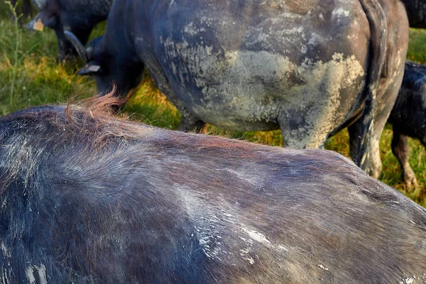 Water Buffalo Back Fragment — Stok fotoğraf